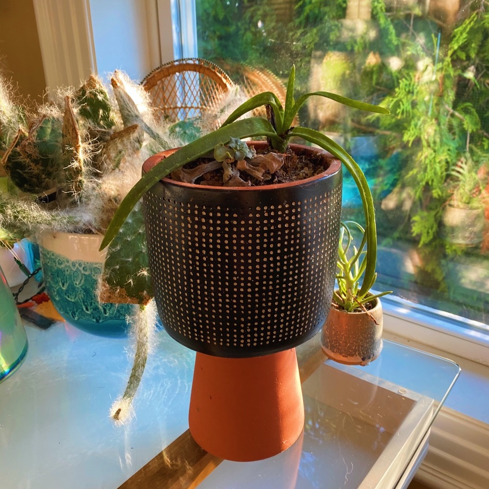 Handmade By Me Planter Terracota Dot 🔮 - Picture 6 of 16